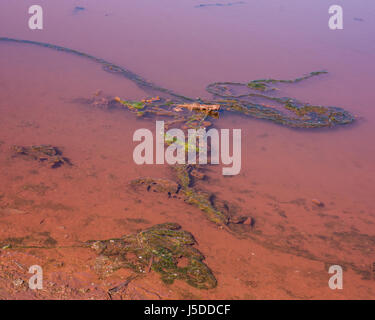 Blaualgen und Wasser in das Reservoir der industriellen Wasserentladung abbauen Stockfoto