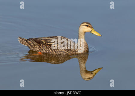 Fleckige Ente - Anas fulvigula Stockfoto