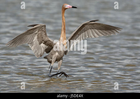 Rötliche Silberreiher - Egretta saniert Stockfoto