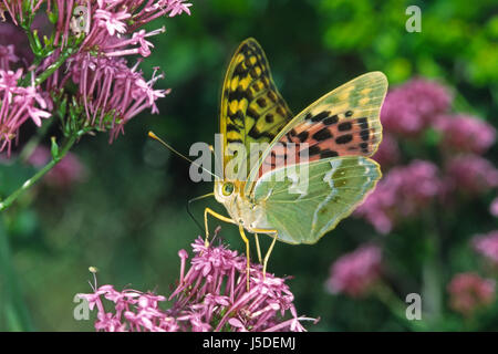 Kardinal Argynnis Pandora Pandoriana Pandora Butterflie Schmetterlinge Schmetterling Stockfoto