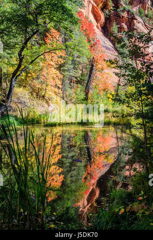 Bigtooth Ahorn reflektieren auf einem ruhigen Abschnitt der West Fork des Oak Creek in der Nähe von Sedona, Arizona. Stockfoto