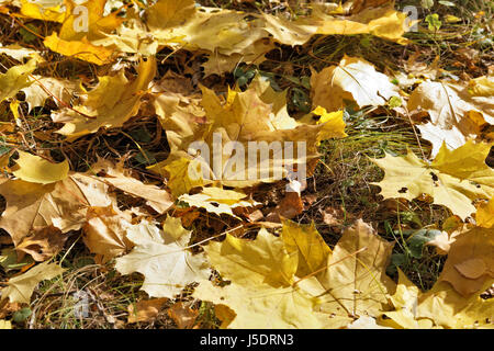 Ein paar große Ahornblätter liegen auf dem Boden. Fallende Blätter im Herbst Stockfoto