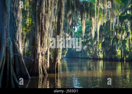 Nebliger Morgen Sumpf Bayou Szene der amerikanischen Südstaaten mit kahle Zypresse Bäume und spanischem Moos im Caddo Lake, Texas Stockfoto
