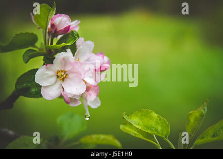 Apple Blüten nach einem Niederschlag während der Frühling in Upstate New York. Stockfoto