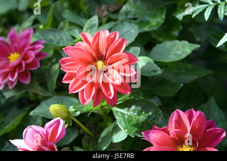 Blüte Blüten blühen blühende leer europäischen kaukasischen Knospe Dahlien bestellen Stockfoto