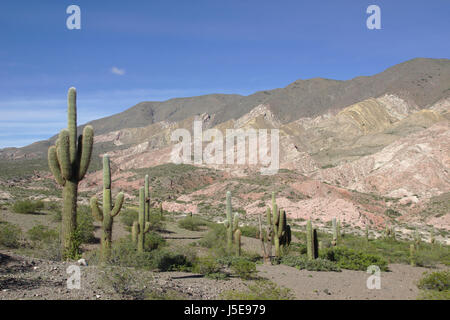 Kakteen (Cardon Grande Kaktus) in der Nähe von Nationalpark Los Cardones, Provinz Salta, Argentinien Stockfoto