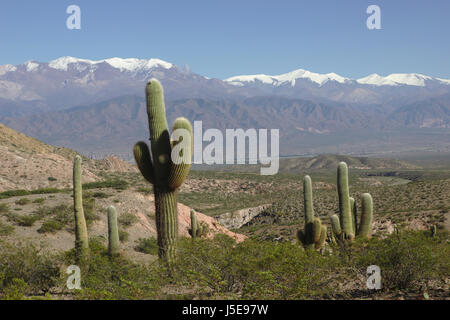 Kakteen (Cardon Grande Kaktus) in der Nähe von Nationalpark Los Cardones mit Sierra de Cachi im Hintergrund, Provinz Salta, Argentinien Stockfoto