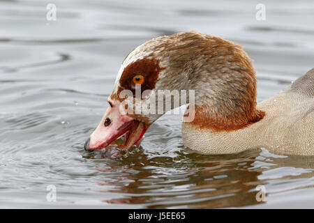 Nilgans (Alopochen Aegyptiaca) Nahaufnahme des Kopfes des Erwachsenen in Norfolk, England, UK Stockfoto