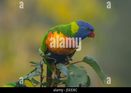 Allfarblori Trichoglossus Moluccanus in Doreen, Victoria, Australien Stockfoto