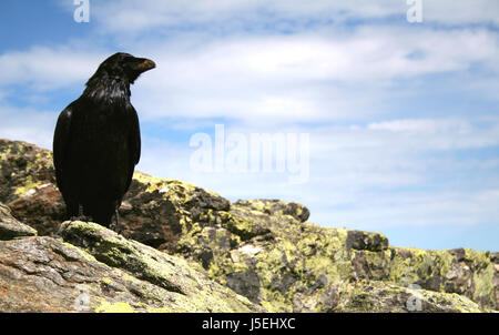 Rabe Nr. 1 Stockfoto