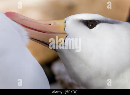 In der Nähe von Schwarzen tiefsten Albatross putzen partnter Stockfoto