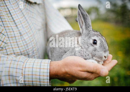 Schöne Baby Kaninchen Hase in Landwirt Händen. Stockfoto