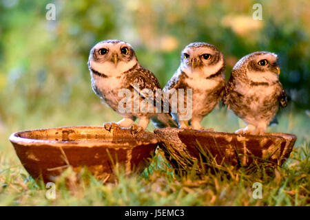 Bezeichnung Thristy in der Nacht Stockfoto