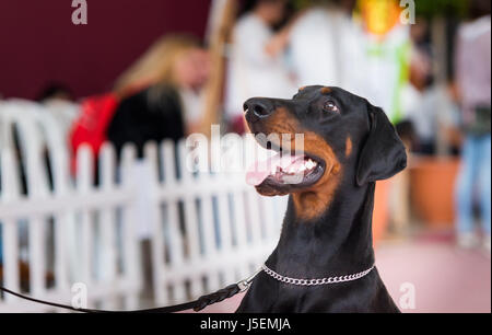 Porträt der Beauceron oder Pastor de Beauce. Hund-Porträt Stockfoto