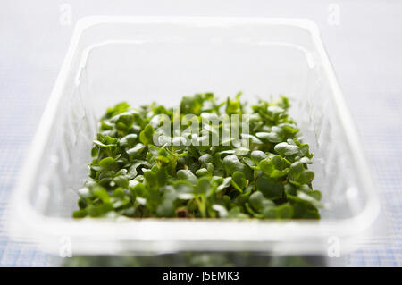 Kresse, Lepidium Sativum, grüne Kresse wächst in Plastikbehälter. Stockfoto