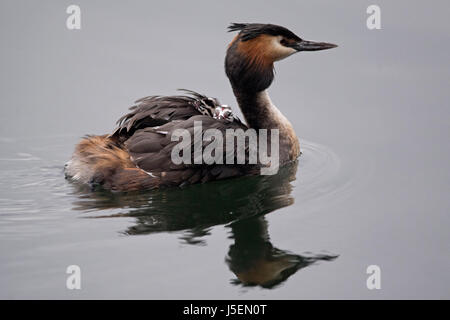 Ein Haubentaucher Krankenschwestern zwei junge auf dem Rücken in Blackwall Basin, London. Stockfoto