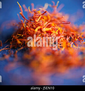 Krokus Safran Krokus, Crocus Sativus, Studioaufnahme orange farbigen Kraut. Stockfoto