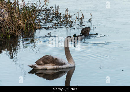 Ein junger Höckerschwan (Cygnus olor) schwimmt, während ein paar Stockenten (Anas platyrhynchos) Bruch durch Eis auf einem teilweise gefroren Kennet und Avon Kanal Stockfoto