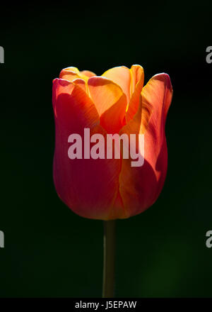 Eine einzelne Tulpe Blume Stockfoto