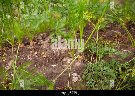 Möhren wachsen auf Sommer Gartenliege Stockfoto