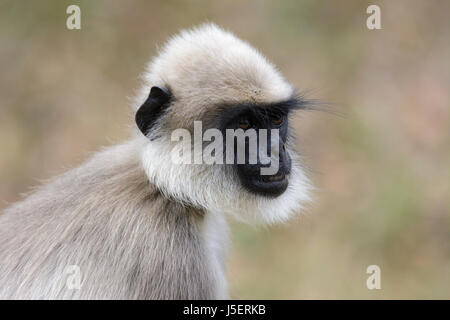 Porträt einer Grauen langur Affe (oder Hanuman Langur (Semnopithecus) in Wayanad Wildlife Sanctuary, Tholpetty, Kerala, Südindien, Südasien Stockfoto