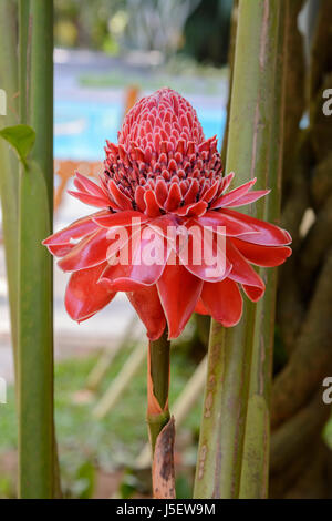 Red Etlingera Elatior (auch bekannt als Fackel Ingwer, Ingwer Blume, Roter Ingwer Lilie, Fackel Lilie und wilder Ingwer), Kerala, Süd-Indien, Südasien Stockfoto