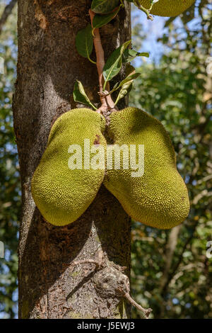 Jackfrüchte (Artocarpus Heterophyllus), auch bekannt als jack Baum und Jakfruit, Kerala, Süd-Indien, Südasien Stockfoto