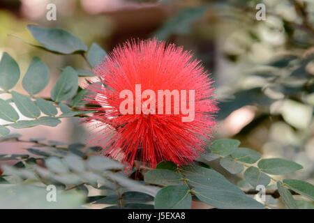 Puderquaste rot Pflanze, Calliandra Haematocephala, Kerala, Südindien, Südasien. Auch bekannt als der Puderquaste Baum und Fairy Duster. Stockfoto