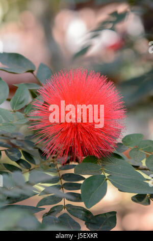 Puderquaste rot Pflanze, Calliandra Haematocephala, Kerala, Südindien, Südasien. Auch bekannt als der Puderquaste Baum und Fairy Duster. Stockfoto