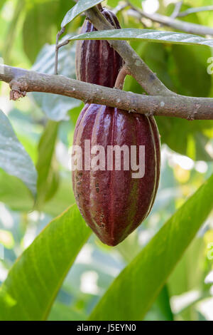 Kakaofrüchte hängt an einem Baum in einem Gewürzgarten in Kerala, Süd-Indien, Südasien Stockfoto