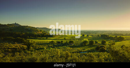 Bolgheri und Castagneto Weinberg aerial Panorama am Sonnenuntergang. Maremma Toskana, Italien, Europa. Stockfoto