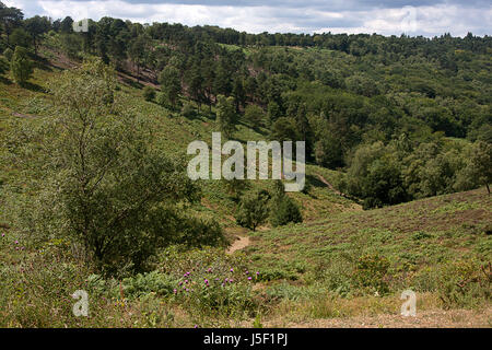 Devils Punchbowl, alten Gesappte Frühlingstal in Großbritannien aus dem Mesozoikum, Hindhead, Surrey Stockfoto