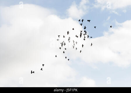 Ein Parlament der Saatkrähen (Corvus Frugilegus) im Flug Stockfoto