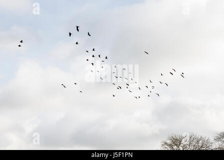 Ein Parlament der Saatkrähen (Corvus Frugilegus) im Flug Stockfoto