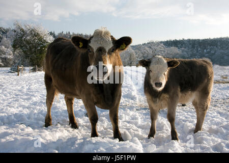 Kuh und Kalb im Schnee, in der Nähe von Farnham, Surrey, England Stockfoto