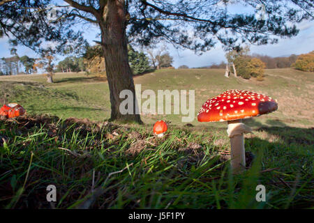 Fliegenpilz (Amanita Muscaria), Fruchtbildung Körper, Petworth Park, West Sussex Stockfoto