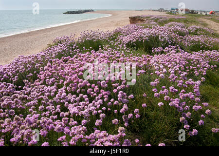 Sparsamkeit aka Sea Pink (Armeria Maritima) wächst auf Selsey Strand, West Sussex, England Stockfoto