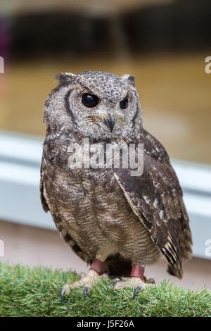 Eine kleine Uhu und Rettung Heiligtum Stockfoto