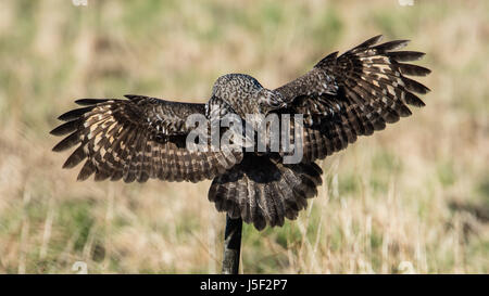 Einen großen grau-Eule (Strix Nebulosa) zeigt seine fantastische Gefieder herab auf ein Roundpole mit einem schönen defokussierten Hintergrund. Stockfoto