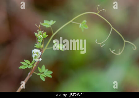 Corydalis (Ceratocapnos Claviculata) ranken klettern. Weiße Blumen-Werks in der Mohn-Familie (Schlafmittel), wächst in britischen Wald Stockfoto