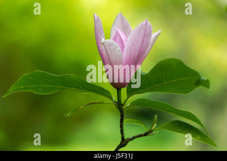 Magnolia Grandiflora 'Heaven Scent' Blumen. Magentafarbene Blüten der Zierstrauch in der Familie Magnoliaceae, in Großbritannien im Frühjahr blühen Stockfoto