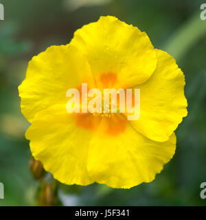 Rock Rose (Helianthemum "Ben Fhada") Blume. Helle, gelbe Primel Blüte mit orange winterharte Strauch in der Familie Cistaceae Stockfoto