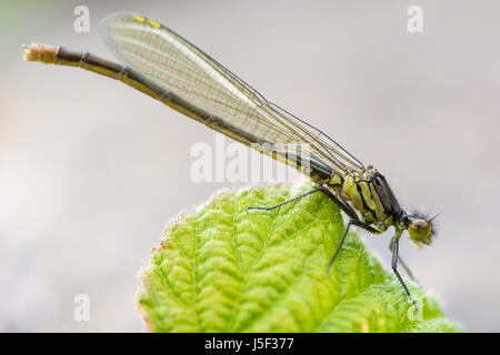 Rotäugigen Damselfly (Erythromma Najas) Teneral männlich. Frisch geschlüpfte Insekt in der Familie Coenagrionidae Stockfoto