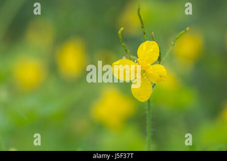 Größere Schöllkraut (Chelidonium Majus) einzelne Blume. Leuchtend gelbe Blüte der Pflanze in der Mohn Familie Papaveraceae, mit Samenkapseln Stockfoto