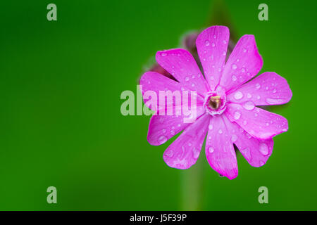 Einzelne Blume rot Campion (Silene Dioica). Eine zarte Blume in der Familie Caryophyllaceae, mit Wassertropfen auf rosa Blütenblätter Stockfoto