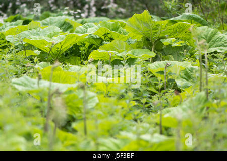 Pestwurz (Petasites Hybridus) große Blätter. Masse der herzförmigen Blätter der Pflanze in der Familie der Korbblütler (Asteraceae) wächst in feuchten britischen Wald Stockfoto