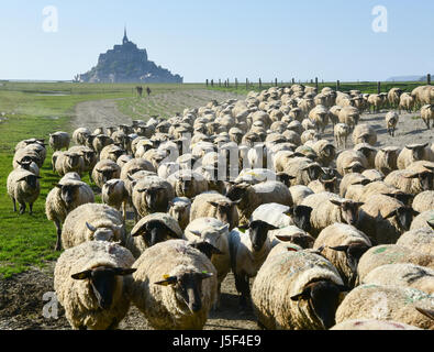 Schafe werden von den Salzwiesen mit Mont-Saint-Michel im Hintergrund getrieben Stockfoto