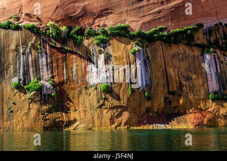 Moos wächst aus Rissen ist die Canyonwand. Wärme, Wasser und Sonnenschein beleben. Marble Canyon entlang des Colorado River. Stockfoto