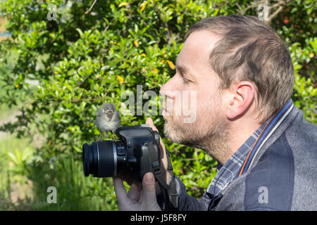 Ein Fotograf mit einer jungen Songbird auf seiner Kamera Stockfoto