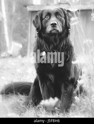 Schwarzer Hund mit ernsten Blick auf seinem Gesicht wartet auf der Suche verloren und verlassen in Upstate New York. Stockfoto